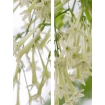 Mis Kokulu Melisa Kolanya Çiçeği Fidanı 40-60 Cm Saksılı Çiçekli Bodur Cestrum Nocturnum
