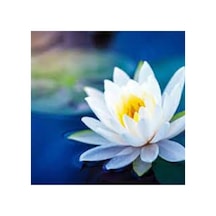 15 Adet Tohum Nadir Beyaz Lotus Dev Çiçek Tohumu Su Zambağı Nilüfer Kutsal Japon Çiçeği Tohumu