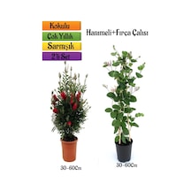 Kırmızı Fırça Çalısı+kokulu Hanımeli Çiçeği