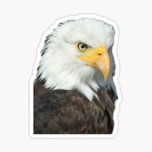 Araba Için Kartal Oto Sticker Yapıştırması Etiket 17Cm W7