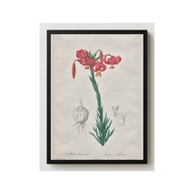 Botanik Sarık Zambağı Les Liliacées Çerçevesiz Poster 21x30 Cm A4 Botanik Doğa Tarihi Duvar Dekoru