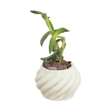 Dekoratif Saksı Minik Kaktüs Saksısı 1 Adet Kalın Çizgili Spiral Model - Beyaz