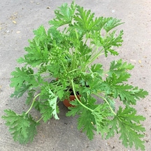 Mis Kokulu Itır Fidanı miniboy