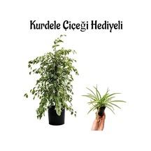 Kadınlar Gününe Özel Alacalı Benjamin Bitkisi Kurdele Çiçeği Salon Bitkisi