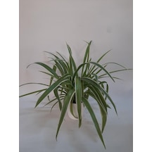 Kurdela Çiçeği Fidanı Comosum 10-20 Cm