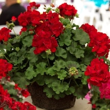 Grandeur Sarkıcı İvy Deep Red Sakız Sardunya Fidesi 1 Adet