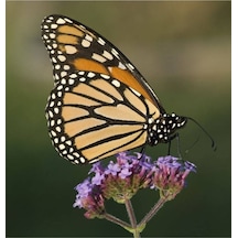 15 Adet Buenos Aıres Verbena Brazilian Purple Tohumu