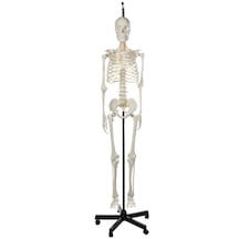 İnsan İskeleti Modeli, Askılı Stand Üzerinde, 180 Cm - İskelet Maketi 01