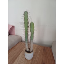 Taş Saksıda Kaktüs 6x25 Ölçü