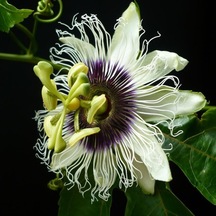 Tüplü Pasiflora Edulis Maruçya Fidanı