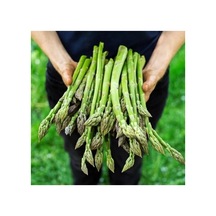 Geleneksel Asparagus Kuşkonmaz Tohumu, 20 Tohumluk Paket