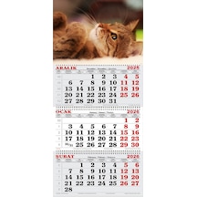 2026 Yılı Gemici Takvimi- Kedi