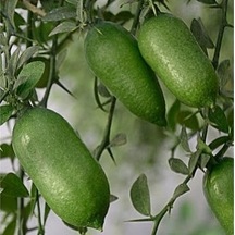5 Yaş Aşılı Finger. Parmak. Havyar Limon Fidanı. Torbada