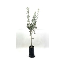 Zeytin Fidanı Gemlik Sofralık Zeytin 2 Yaş 70-80 Cm