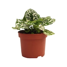 Hypoestes Hostes Çiçeği Çilli Beyaz 10-20 Cm