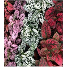 3 Renk Tek Saksıda 1 Adet Hypoestes Bitkisi 20-40cm Saksılı Polka Dot Plant