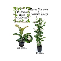 Kokulu Manolya Ağacı 1 Adet Saksılı+ Kokulu Hanımeli Çiçeği1 Adet Saksılı Bahçe Seti