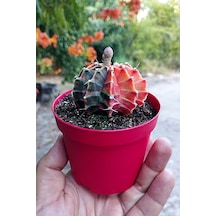Gymnocalycium Mihanovichii Variegata Köklü Çok Renkli