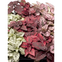 Karışık 3 Renk Hostes Çiçeği Saksılı 10-15cm Hypoestes 10-15cm