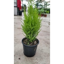 Limon Selvi 30-40 Cm