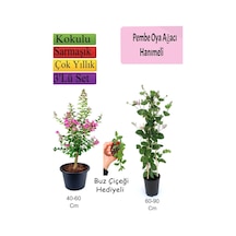 Pembe Oya Ağacı+ Hanıme Çiçeği+ Buz Çiçeği