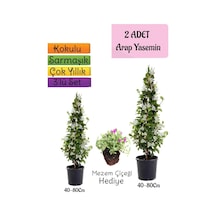 Kokulu 2 Adet Arap Yasemini Fidanı Saksılı+mezem Çiçeği 3'lü Peyzaj Seti
