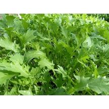 Bahçe Teresi Tohumu Tere Tohumu Garden Cress Yetiştirme Kiti