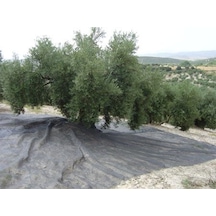 Pellenc Cotexa Zeytin Toplama Filesi 6x12 Mt Yaygı