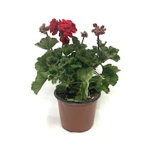 Bayrak Kırmızı Sardunya Fidesi 10-20 Cm