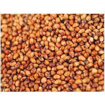 Sorgum Sudan Otu Tohumu 5 KG N117473