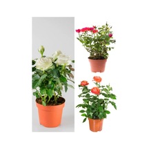 Avantajlı Yediveren Kırmızı Beyaz Ve Turuncu Renkli 30 60 Cm Saksılı Aşılı Gül Tricolor Rose