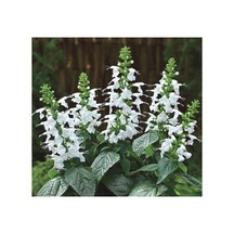 Beyaz Ateş Çiçeği Tohumu Salvia F1 - 30 Adet