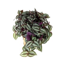 Zebra Alacalı Telgraf Çiçeği 1 Adet Saksılı 30-40cm Tradescantia Zebrina
