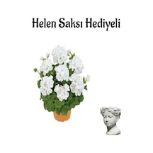 Hediyelik Açık Beyaz Saradunya Çiçeği Sevgililer Gününe Özel Helen Saksı Hediyeli