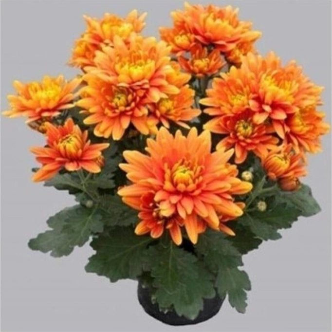 Turuncu Kasımpatı Krizantem Hüzün Çiçeği 10-20 Cm Chrysanthemum