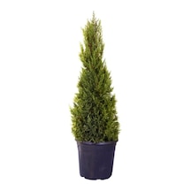Limon Servi Çamı Saksılı 30-60 Cm