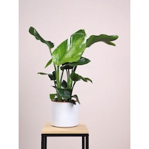 Strelitzia Starliçe 50-70 Cm Boyunda Tek Gövdeli Salon Bitkisi İç Mekan Bitkisi