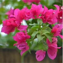 Serada Decor Plant Begonvil Sarmaşığı Pembe - Fuşya Bougainvillea Alexandra