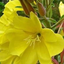 Arzuman Ezan Çiçeği Tohumu Yerli Oenothera 100 Adet