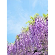 Mor Salkım 50-60 Saksılı/tüplü Dış Mekan Sarmaşık Bitkileri Wisteria