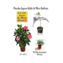 Pembe Japon Gülü Çiçeği+mor Salkım Ağacı Fidanıtül Kuşkonmaz Bahçe Peyzaj Seti