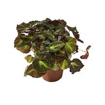 Begonia Rex 'motuno' Begonia Çiçeği