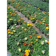 Kırmızı Renk Gazanya Çiçeği 1 Adet Saksılı/tüplü 15-25cm Çiçekli Balon Bitkisi