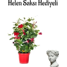 Mis Kokulu Kırmızı Mandevilla Çiçeği Sevgililer Gününe Özel Helen Saksı Hediyeli
