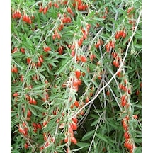 10 Adet Goji Berry Fidanı - 1 Yaşında