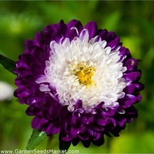 20 Adet Tohum Aster Çiçeği Tohumu Aster Çiçek Tohumu Saksı Toprak Hediyemizdir