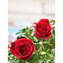 Avantajlı Kırmızı Gül 2 Adet Saksılı 40-60cm Aşılı Gül Bahçe Bitkisi Red Roses