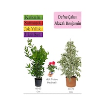 Beyaz Alacalı Benjamin Bitkisi +  Defne Çalısı +  Gül Fidanı