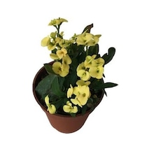 Biorganix Dikenler Tacı Japon Iğnesi Euphorbia Milii Sarı