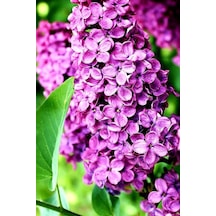 Mis Kokulu 1 Adet Mor Leylak Çiçeği Fidanı 70-120cm Saksılı\tüplü